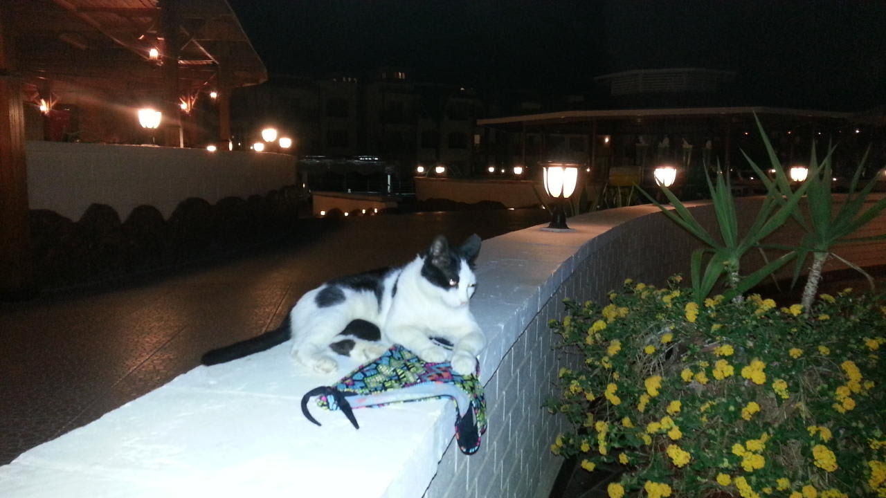 "Bubi" vor dem Castello  Pickalbatros Dana Beach Resort - Hurghada
