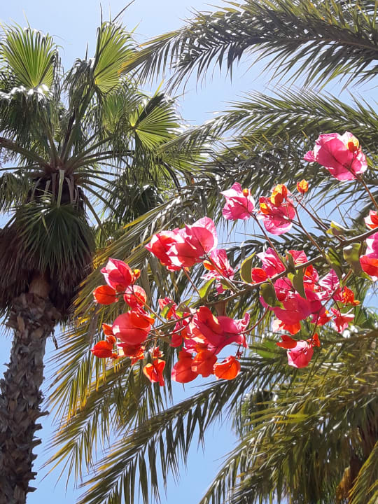 Gartenanlage Gloria Palace San Agustin Thalasso & Hotel