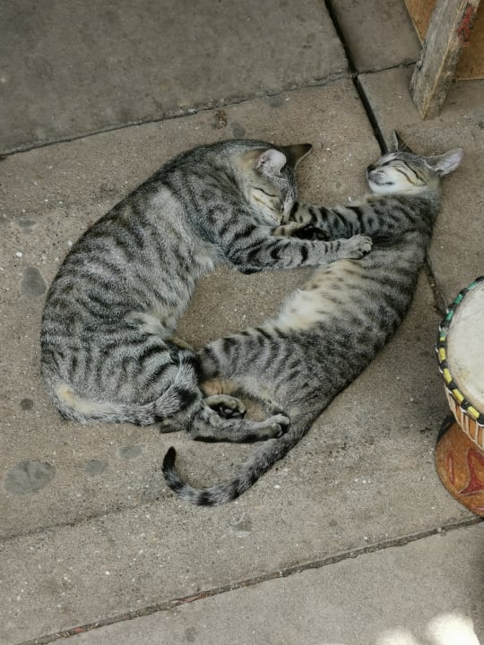 Sonstiges TUI BLUE Tamala