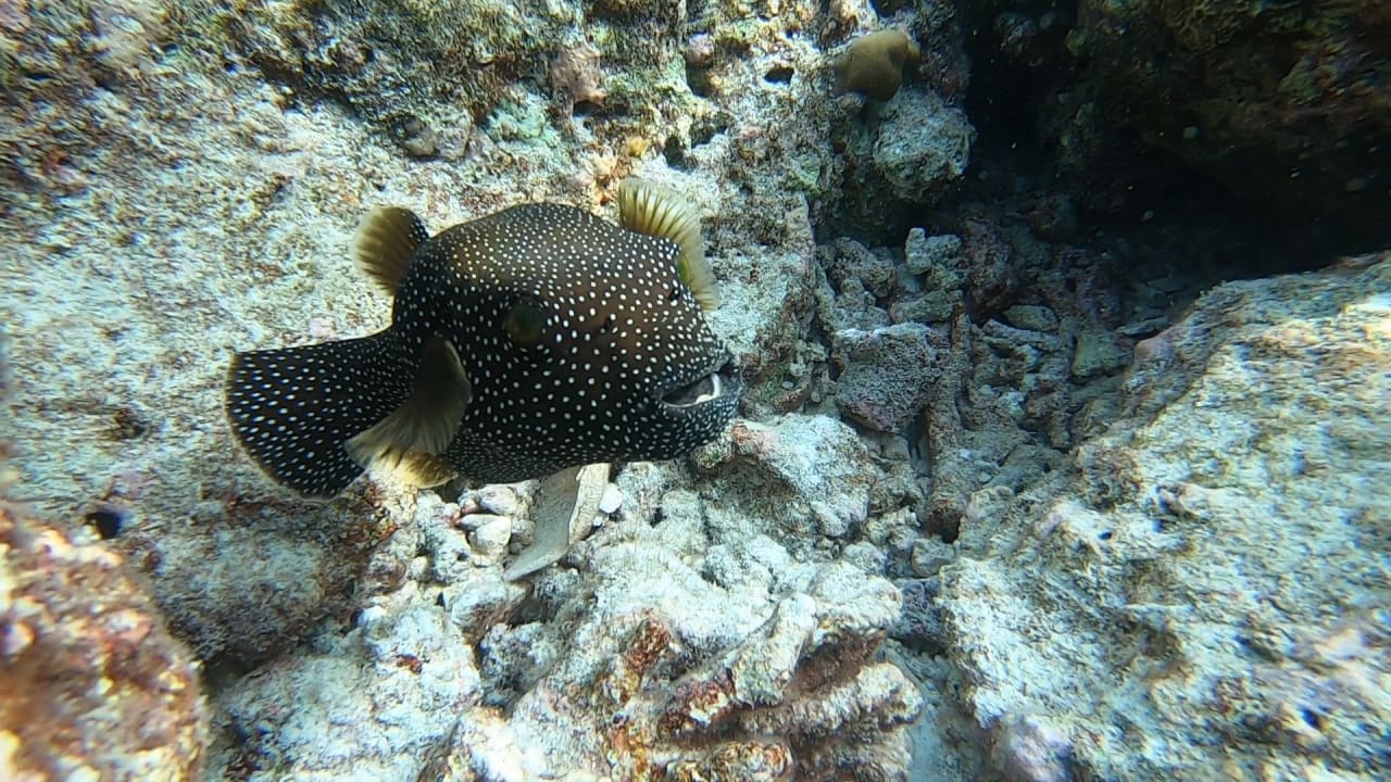 Sport & Freizeit NH Collection Maldives Reethi Resort