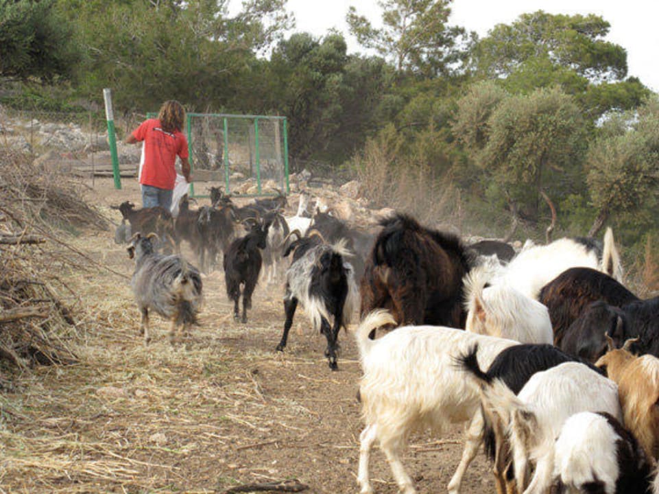 Ioannis met zijn geiten Auberge Kalopetri