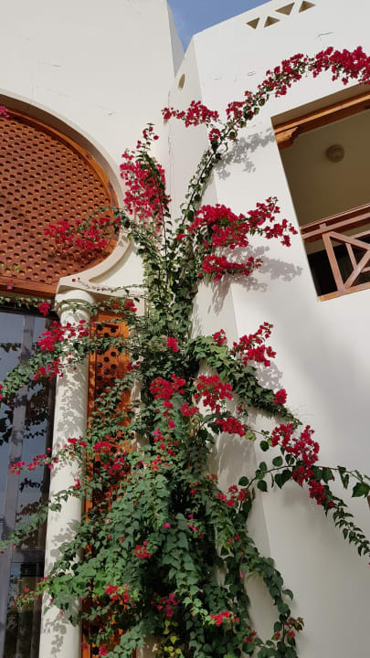 Gartenanlage Ghazala Gardens