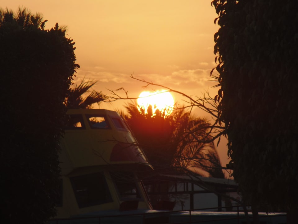 Закат Desert Rose