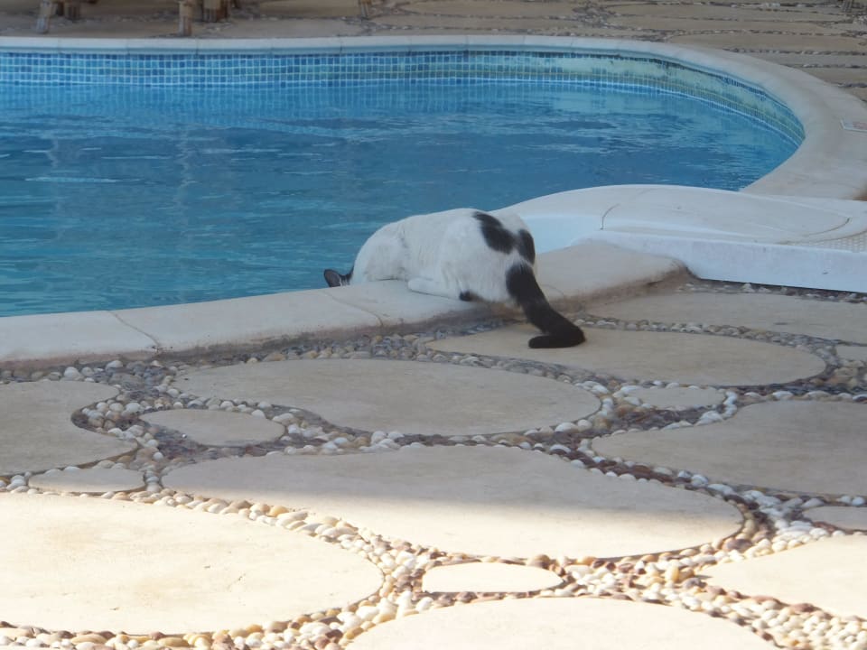 ...mhmmm...Poolwasser...  Magic Beach Hotel Hurghada