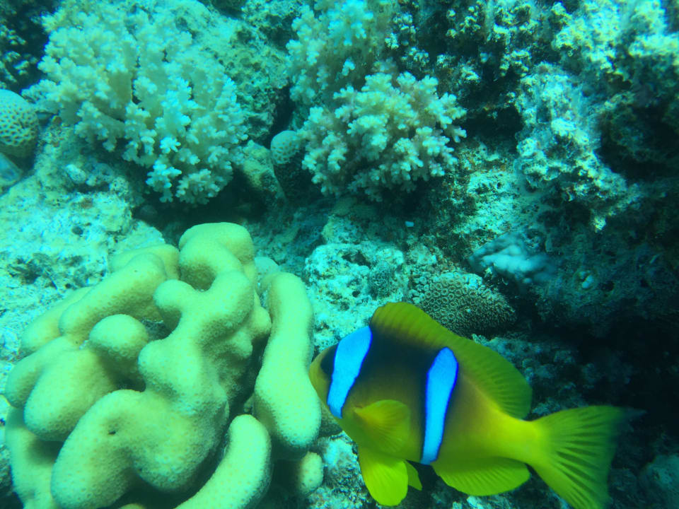 Sport & Freizeit Menaville Safaga