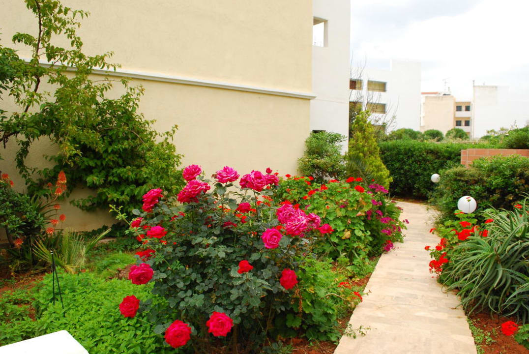 Розы и кактусы Hersonissos Palace