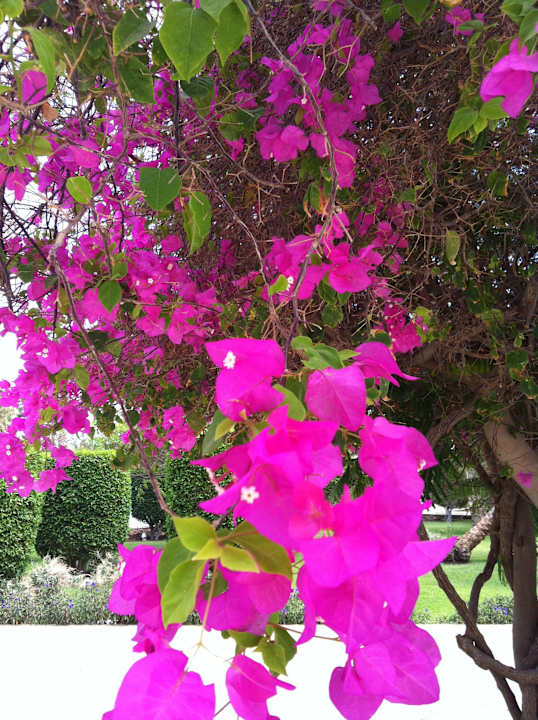 Garden The Grand Hotel Hurghada