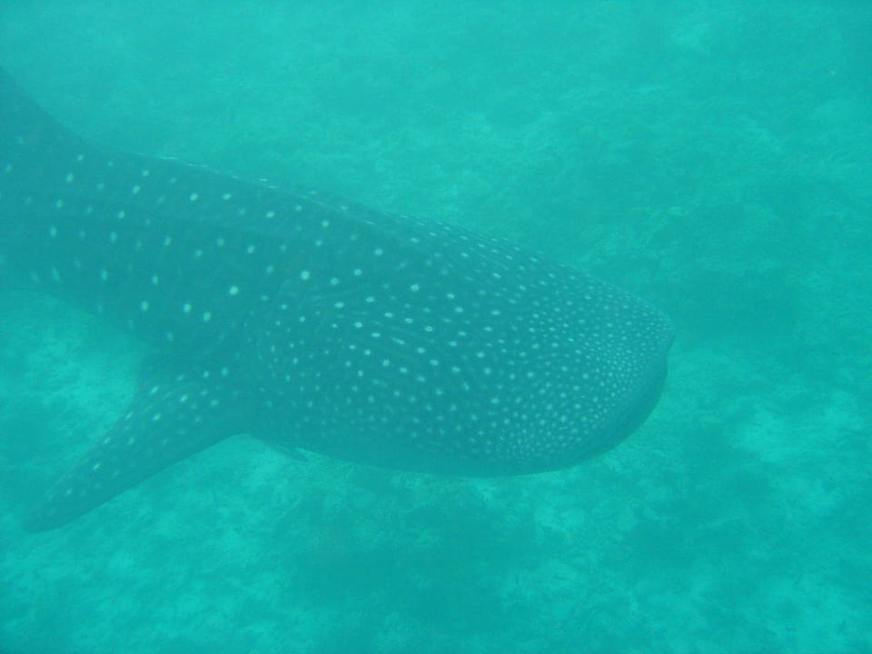 Walhai Begegnung Vilamendhoo Island Resort & Spa