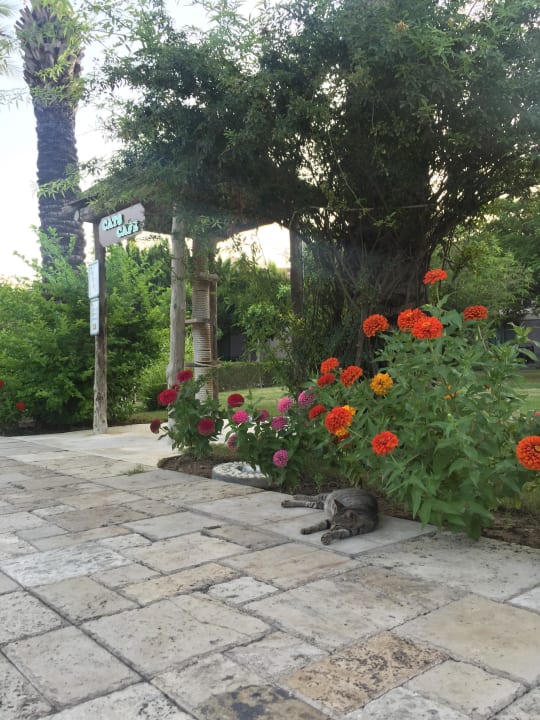 Cats Cafe TUI BLUE Palm Garden