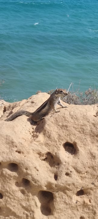 Sonstiges R2 Pajara Beach