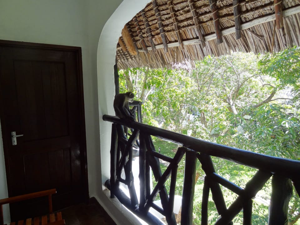 Affen im Hotel Hotel Papillon Lagoon Reef