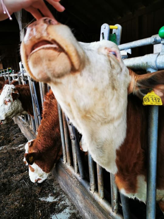 Sonstiges Ferienwohnungen Stöcklhof