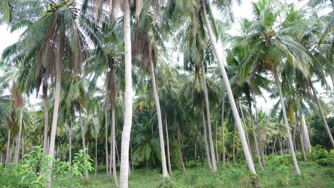 Palmenwald um das Hotel Hotel Mai Samui Beach Resort & Spa