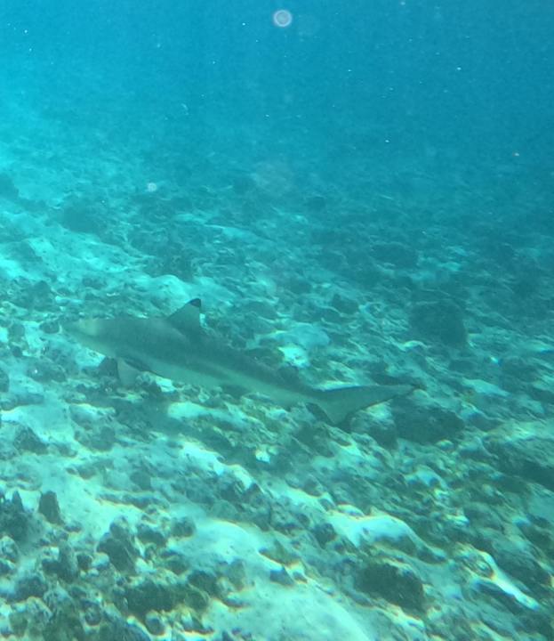 Strand Summer Island Maldives