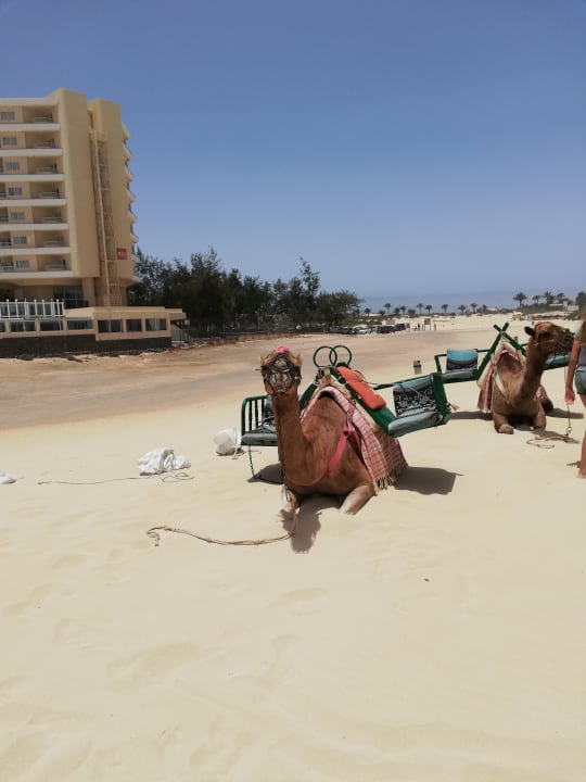 Sonstiges Hotel Riu Oliva Beach - Hotel