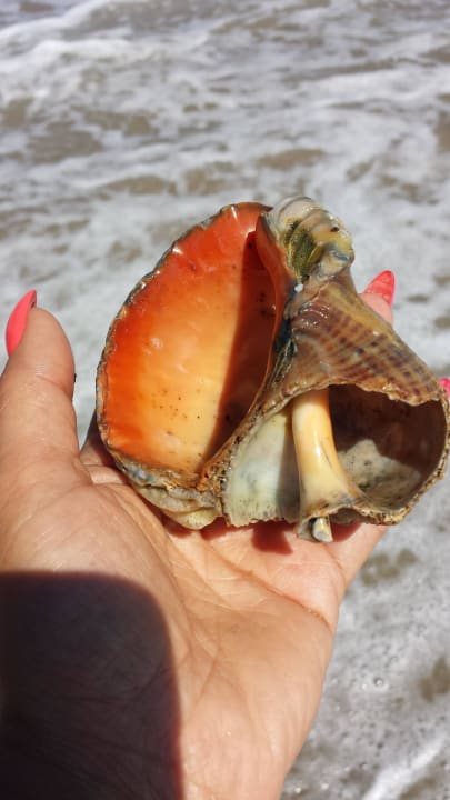 Am Strand gefunden Sol Luna Bay