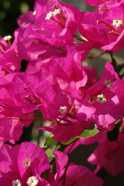 Blumen Grand Hotel Holiday Resort