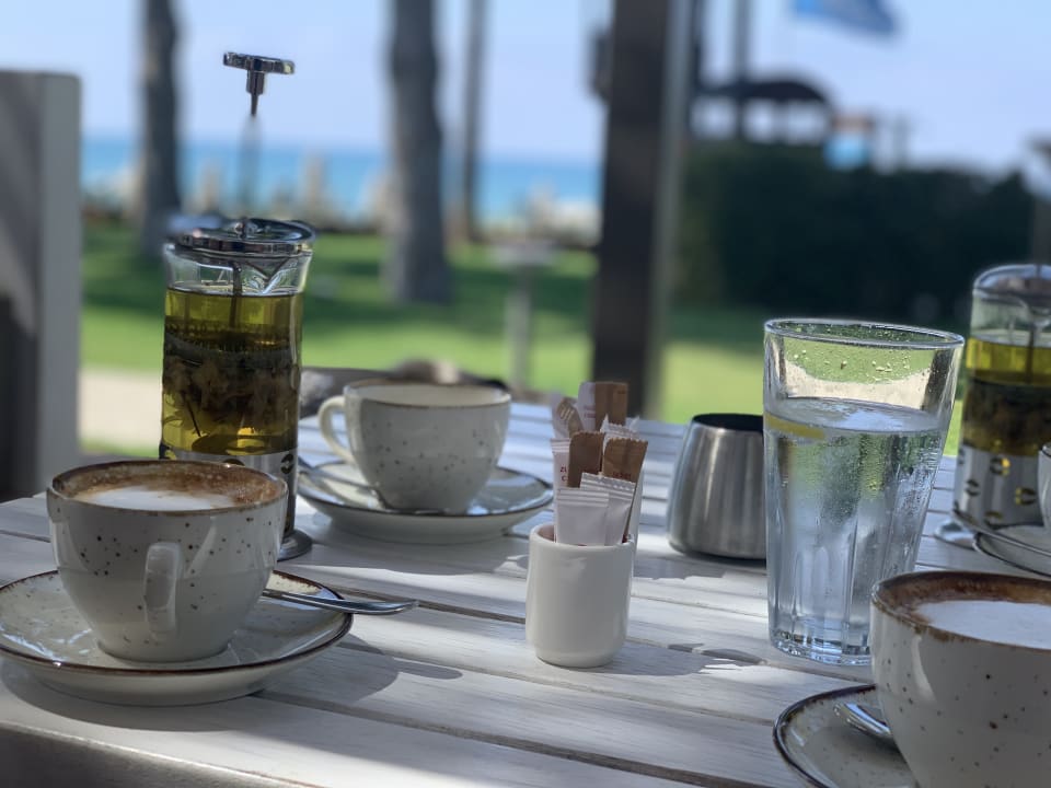 Gastro Acanthus Cennet Barut Collection