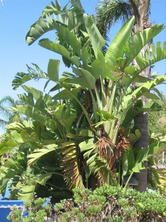 Garten Bahía de Alcúdia Hotel & Spa