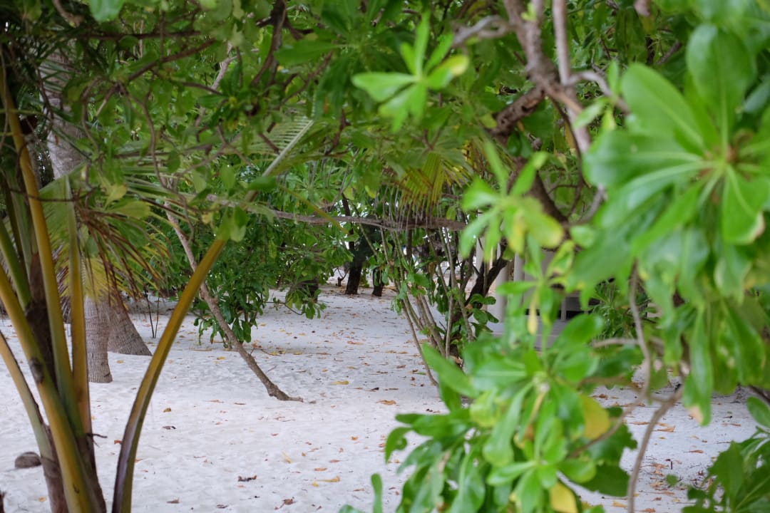 Gartenanlage Ellaidhoo Maldives by Cinnamon