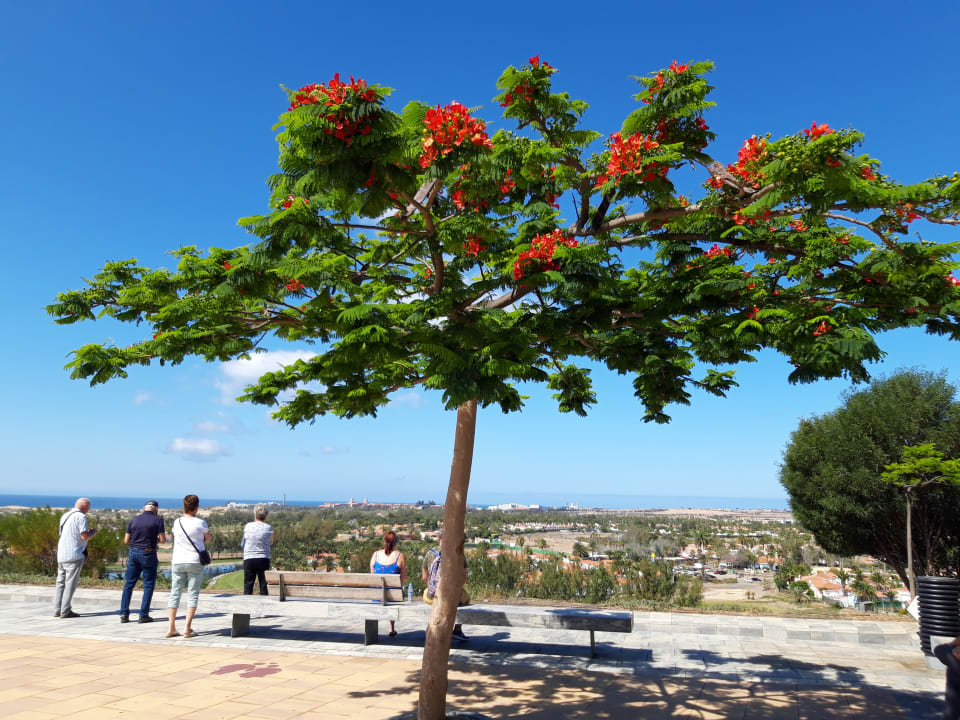 Sonstiges HL Suitehotel Playa del Ingles