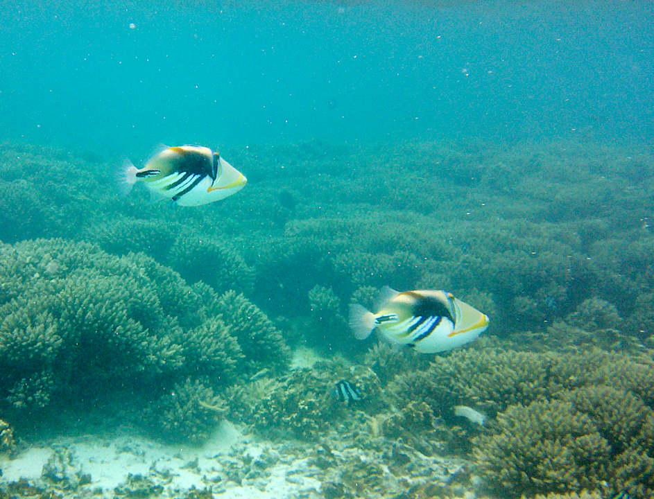 Strand Shandrani Beachcomber Resort & Spa