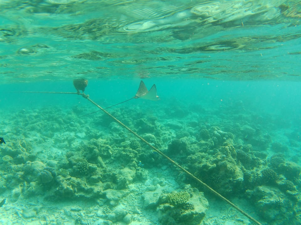 Sport & Freizeit Ellaidhoo Maldives by Cinnamon