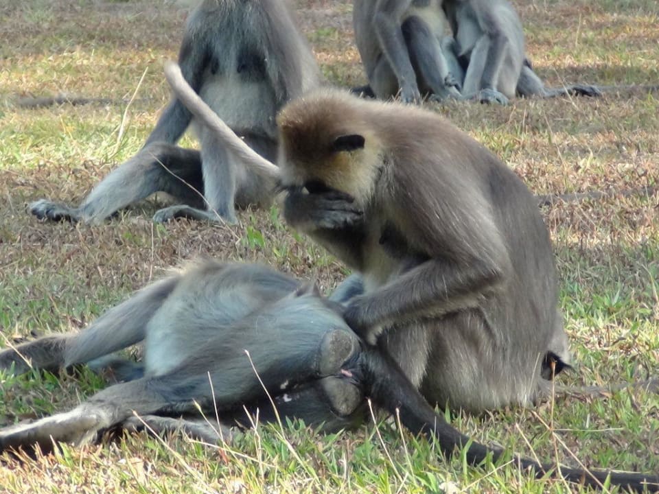 Affen in der Gartenanlage im Hotel Habarana Village by Cinnamon