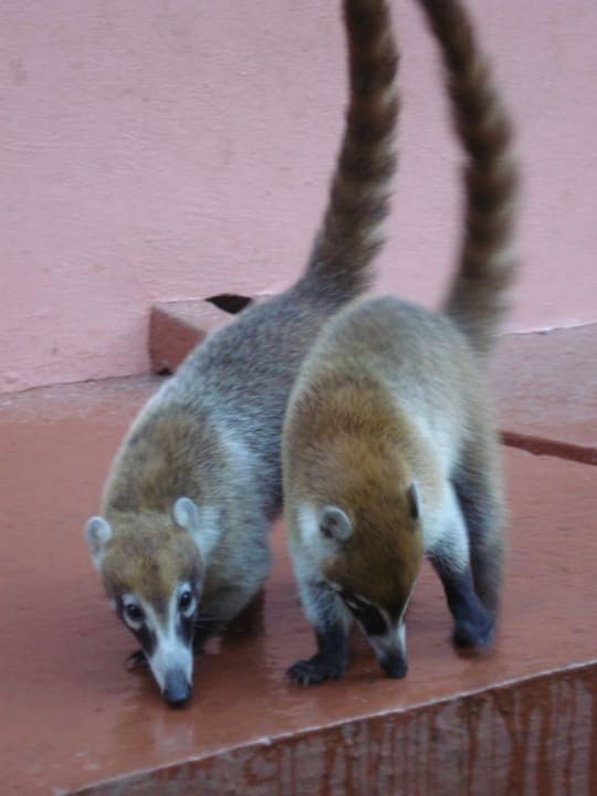 Nasenbär Hotel Riu Tequila