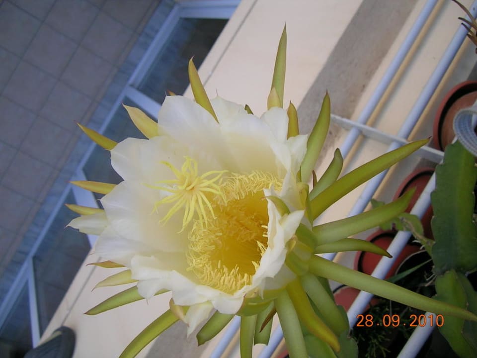 September flowering cactus Hotel Kathrin Beach