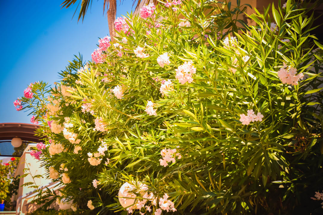 Gartenanlage Sentido Kyknos Beach Adults Only 16+