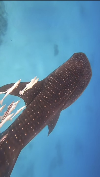 Strand Steigenberger Coraya Beach - Adults only