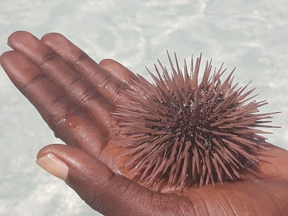 Strand Neptune Village Beach Resort & Spa