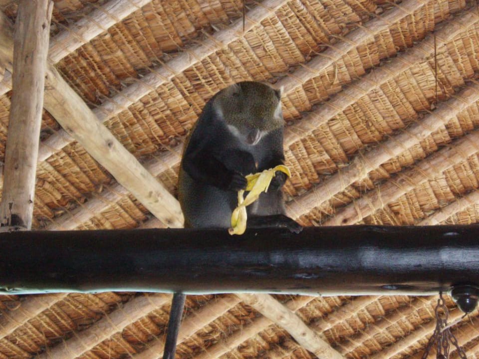Affe nach geglückter Diebestour Hotel Southern Palms Beach Resort