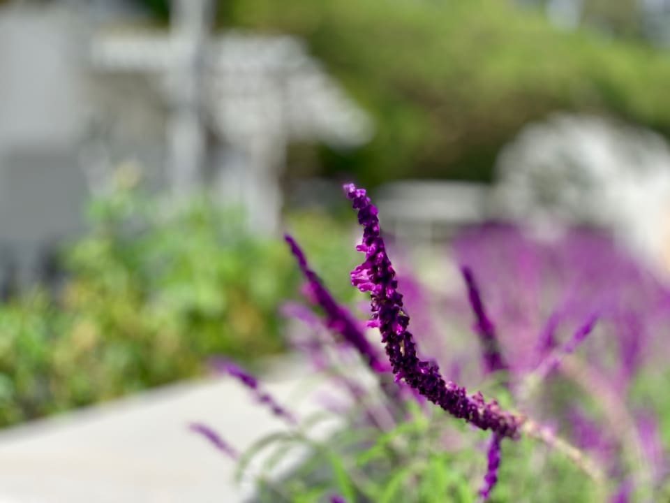 Gartenanlage Guesthouse Lavender Farm