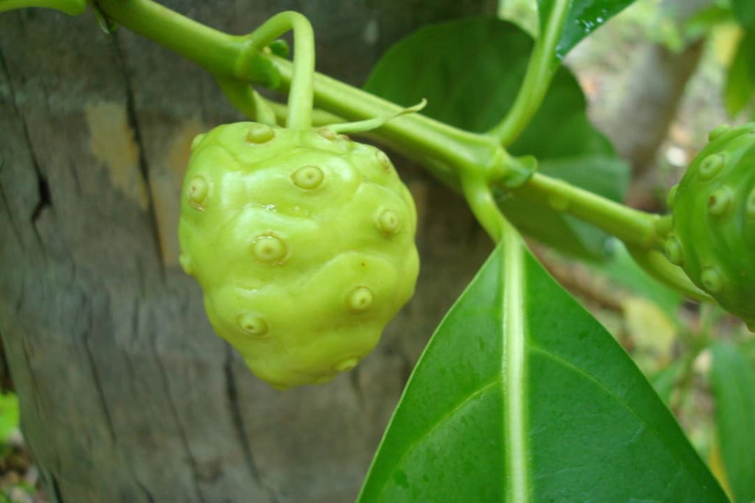 Noni Frucht Villa Park Sun Island