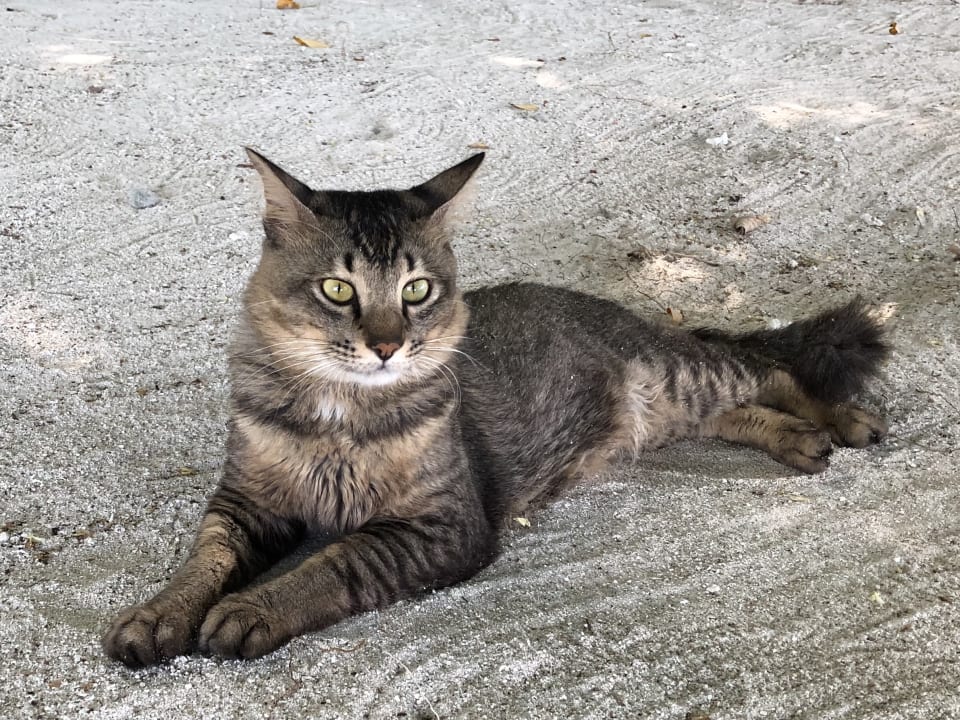 Sonstiges Summer Island Maldives