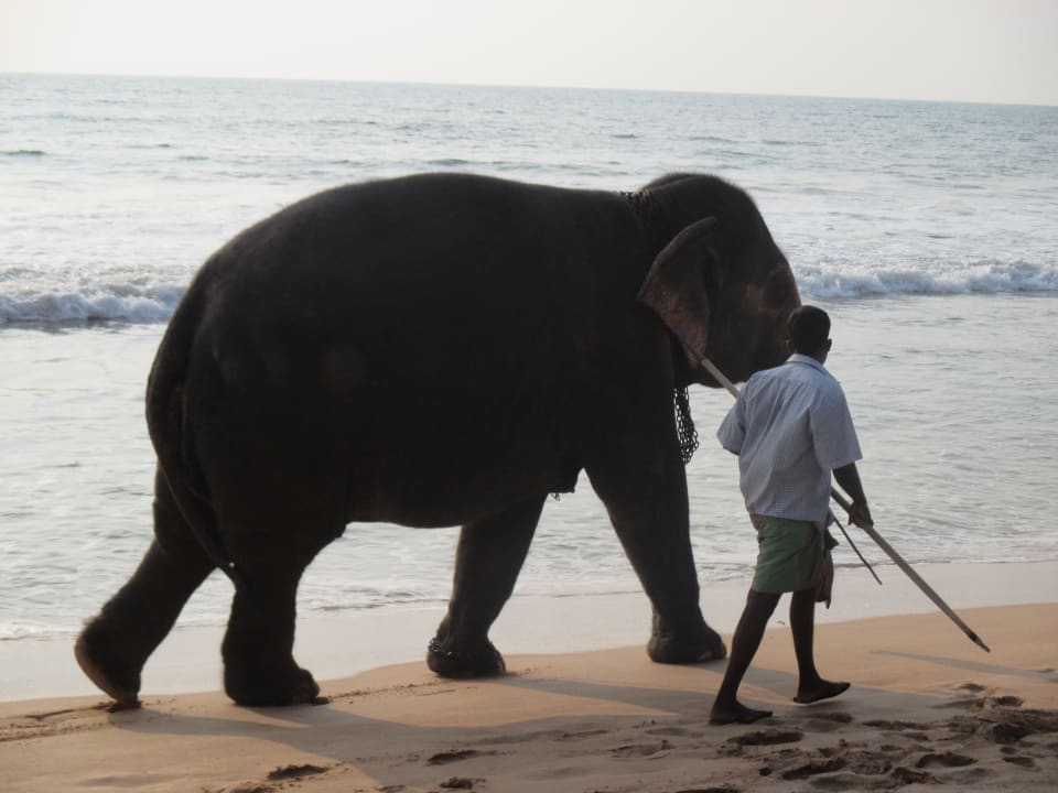 Dicker Besucher am Strand Hotel Bentota Village