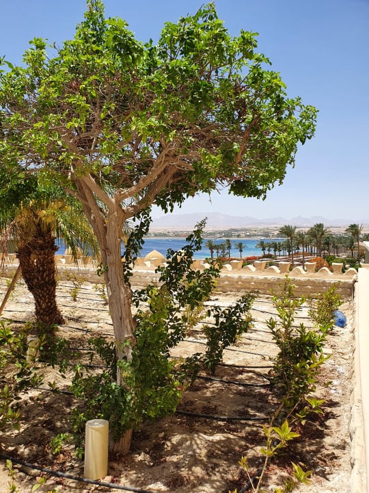 Gartenanlage Makadi Spa - Adults only