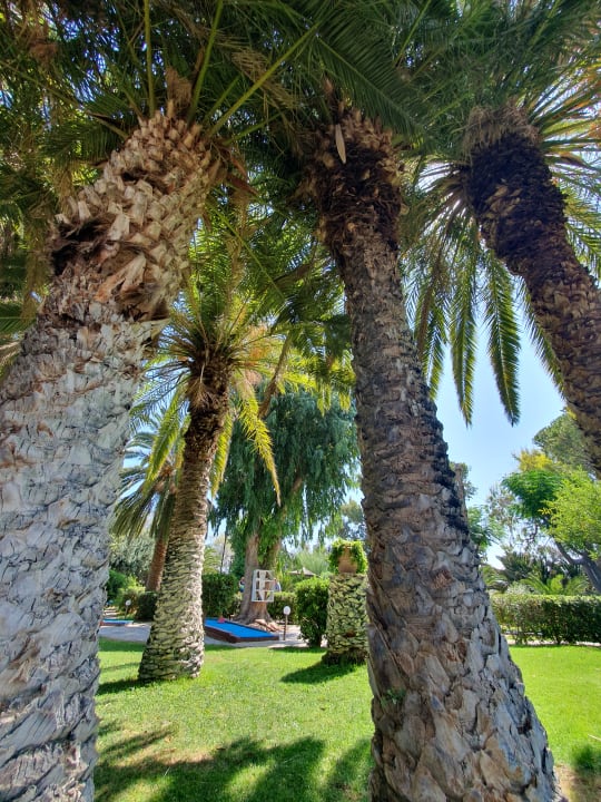 Gartenanlage Apollonia Beach Resort & Spa