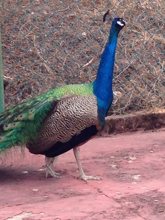 Hotel-Pfau Club Sidelya Hotel