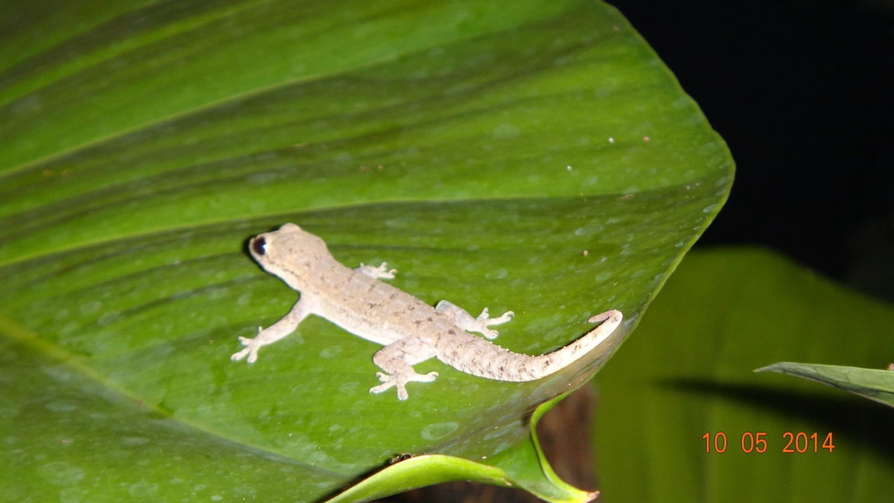 Gecko Kuramathi Maldives