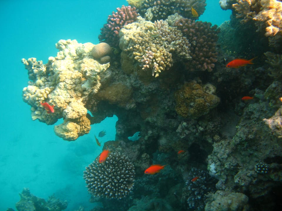 59 Stella Beach Resort & Spa Makadi Bay