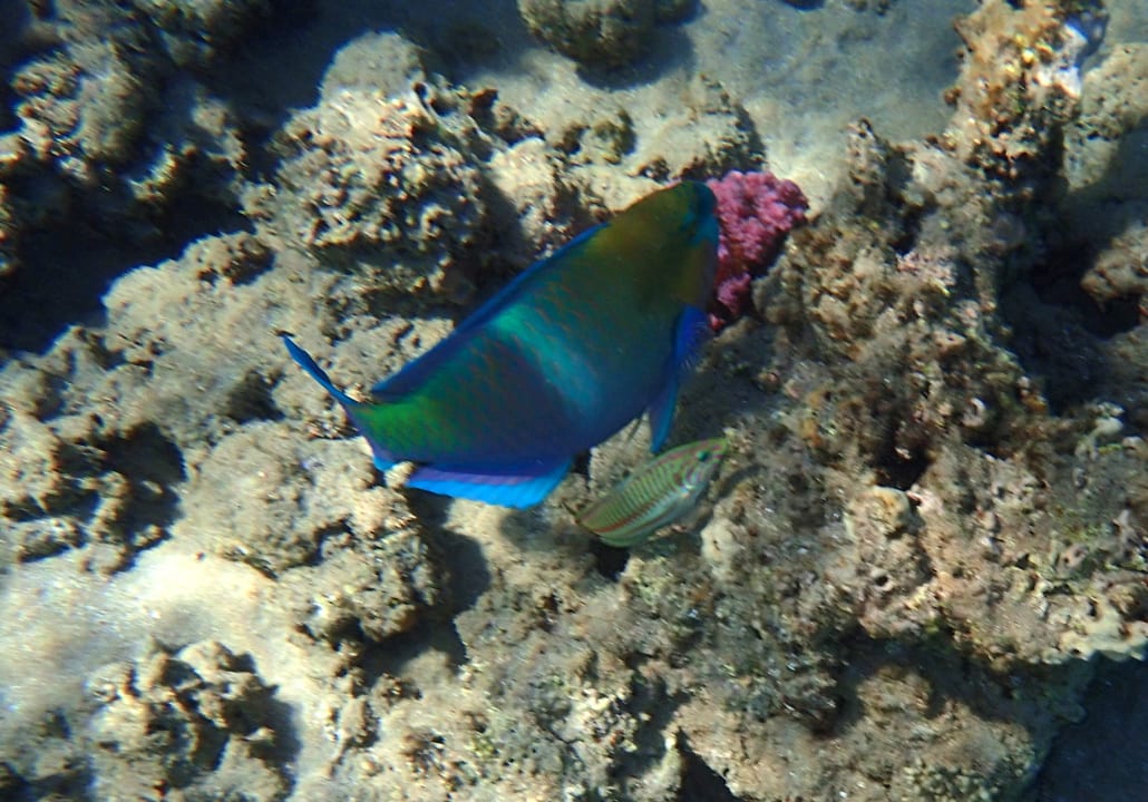 Sport & Freizeit Premier Le Reve Hotel & Spa