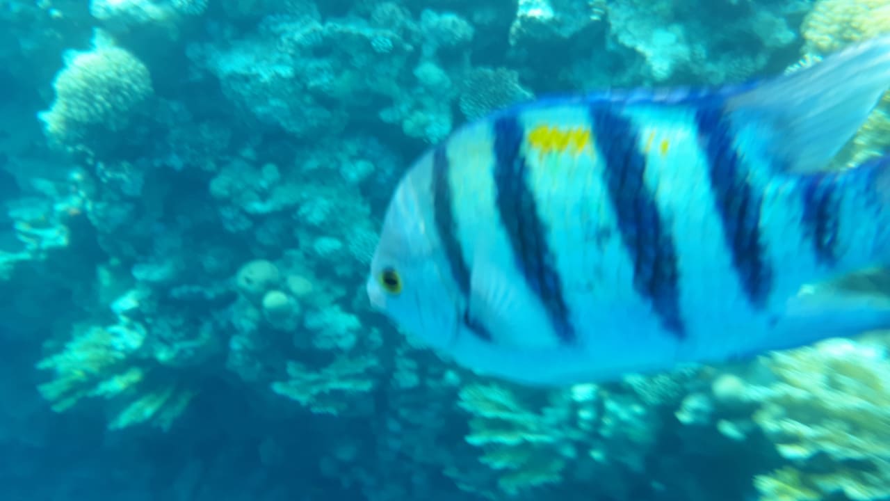 Sport & Freizeit Four Seasons Resort Sharm El Sheikh