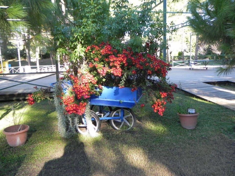 Dekorative Gestaltung der Gartenanlage überall. Voyage Belek Golf & Spa