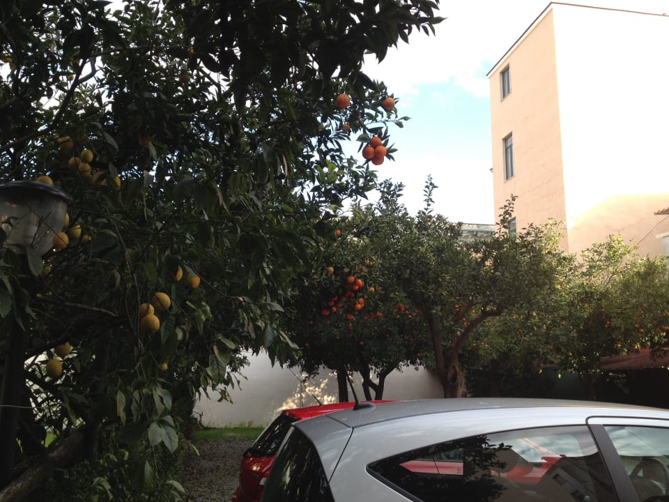 Parkplatz unter Orangen und Zitonen Bäume Hotel Diana Pompei