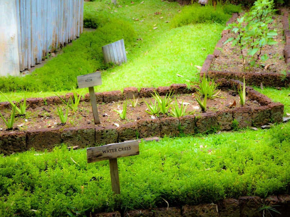 Own herbs and plants Six Senses Yao Noi