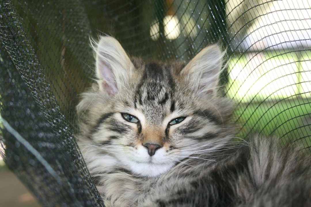 Kater Swiffer Urlaub am Bauernhof Hönigshof