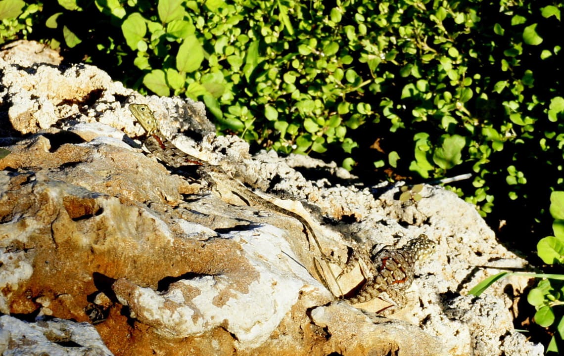 Jaszczurki hotelowe PrideInn Flamingo Beach Resort & Spa